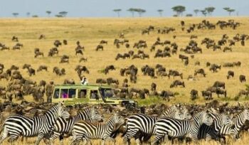 Kenia Safari die grosse Wanderung