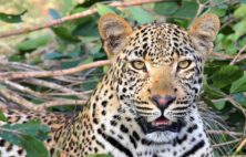 Leopard auf Safari Safari