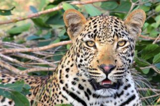 Leopard auf Safari Safari