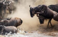 Afrika Migration der Tiere