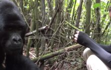 Gorillas in the fog