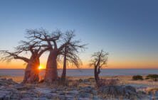 safari-botswana-1 Botswana