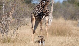 tansania-und-sansibar-safari-selous-flugsafari